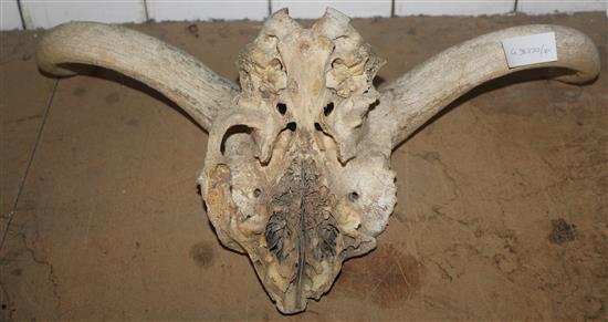 Wildebeest skull